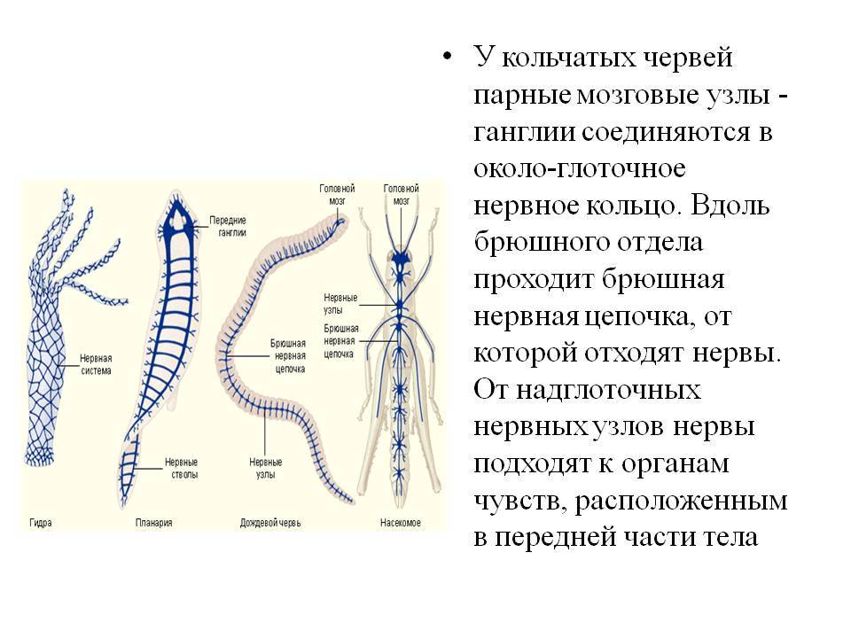 Ссылки сайтов даркнета